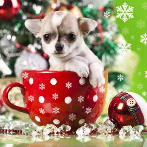 Milý psík vo vianočnej šálke
