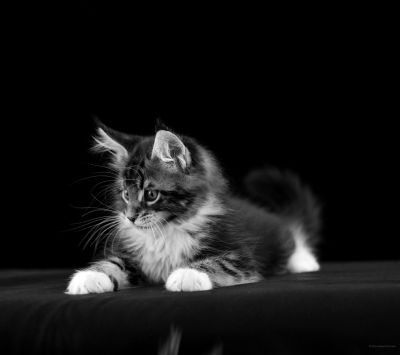 Mačička v čiernobielom