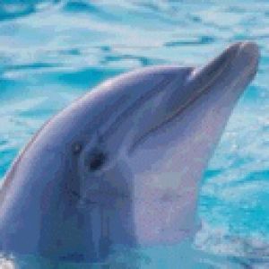 delphin