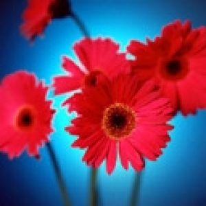 gerbera