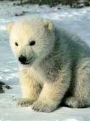 Knut