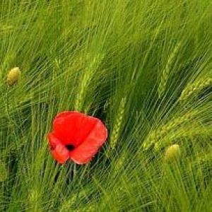 papaver