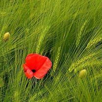 papaver