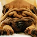 Shar pei