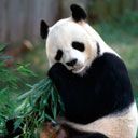 panda