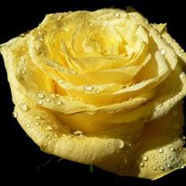 yellow rose