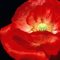 papaver