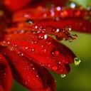gerbera