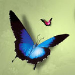 butterfly