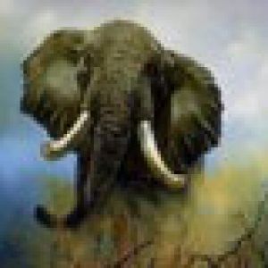 elephant
