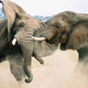 elephant