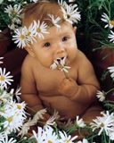 bebe