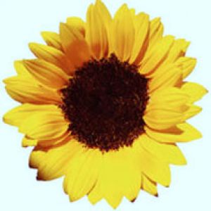 Helianthus