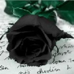 black rose