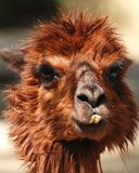 lama