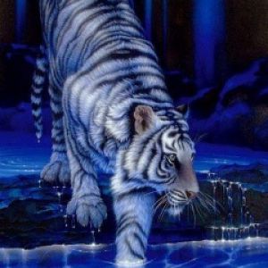 White Tiger