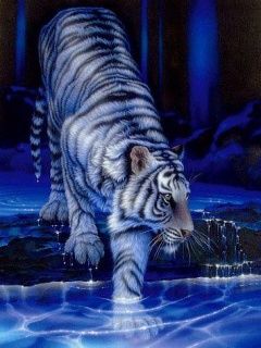 White Tiger