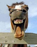horse