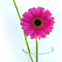 gerbera