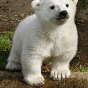 Knut