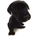 Black labrador