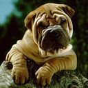 Shar pei