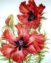 Papaver