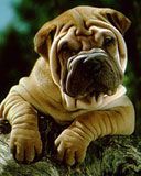 Shar-pei