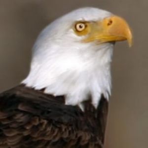 -