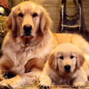 Golden Retriever