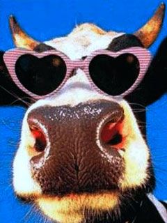 Cow in Love