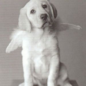 Labrador Angel