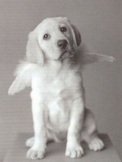 Labrador Angel