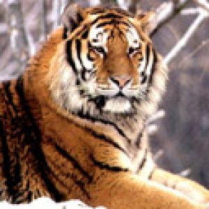 tiger