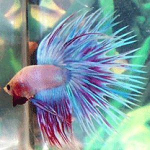 Betta splendens