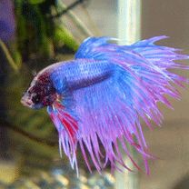 Betta splendens