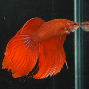 Betta splendens