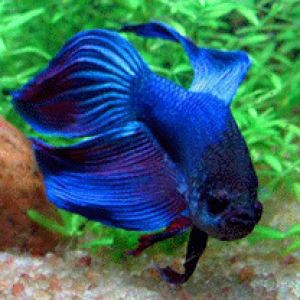 Betta splendens