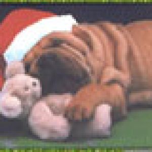 Shar-pei
