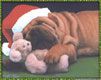 Shar-pei