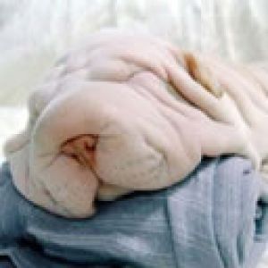 Shar pei
