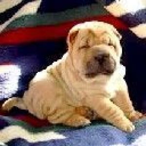 Shar pei