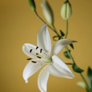 biela lalia