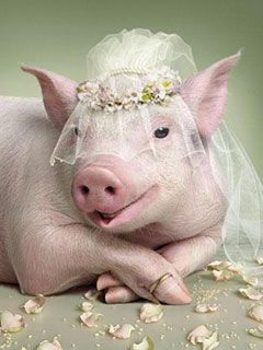 Squealer