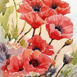 Papaver