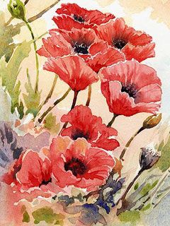 Papaver