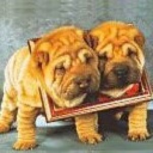 Shar pei