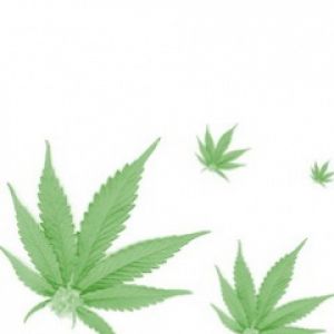 Cannabis