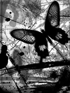 Black Butterfly