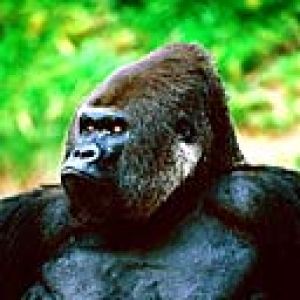 gorilla